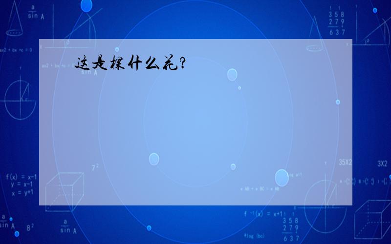 这是棵什么花?