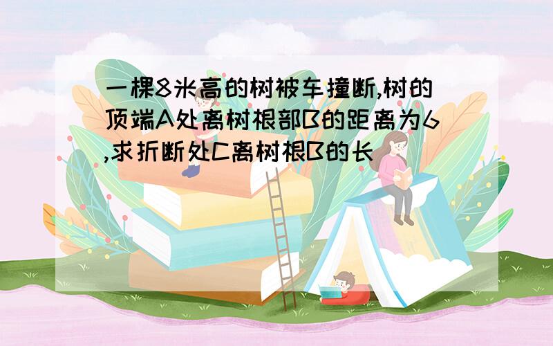 一棵8米高的树被车撞断,树的顶端A处离树根部B的距离为6,求折断处C离树根B的长