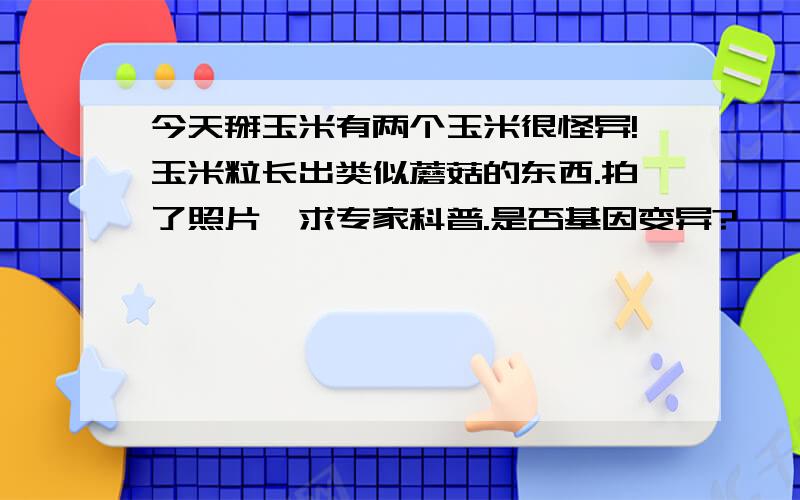 今天掰玉米有两个玉米很怪异!玉米粒长出类似蘑菇的东西.拍了照片,求专家科普.是否基因变异?