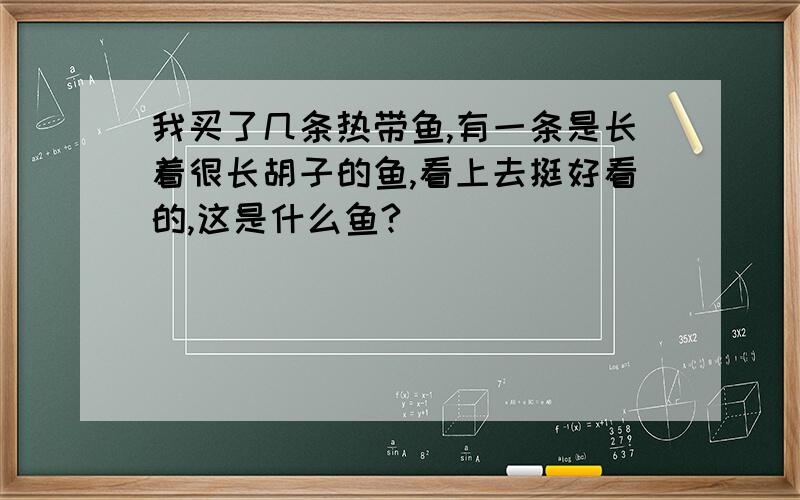 我买了几条热带鱼,有一条是长着很长胡子的鱼,看上去挺好看的,这是什么鱼?