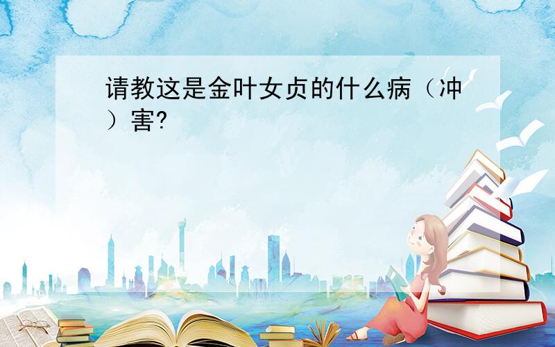 请教这是金叶女贞的什么病（冲）害?