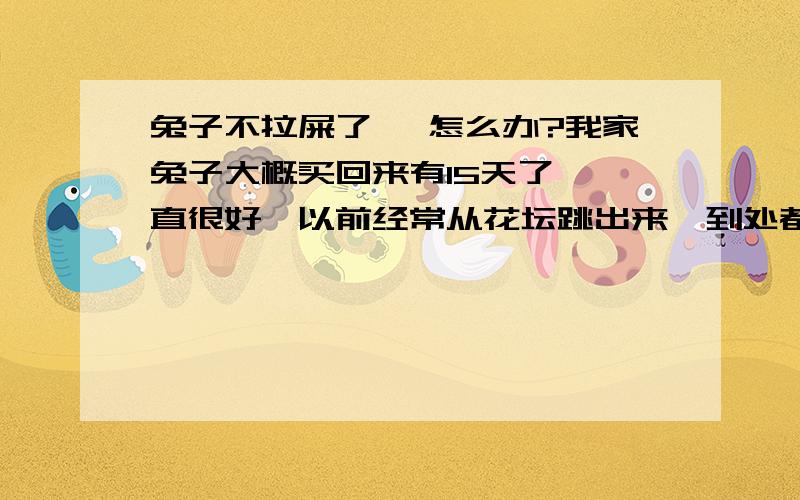 兔子不拉屎了 ,怎么办?我家兔子大概买回来有15天了,一直很好,以前经常从花坛跳出来,到处都是圆溜溜的小兔屎,但是从昨天开始就看不见兔屎了,其他一切都正常,能跑能跳的.我还发现它屁股