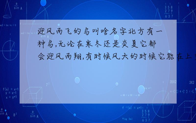 迎风而飞的鸟叫啥名字北方有一种鸟,无论在寒冬还是炎夏它都会迎风而翔,有时候风大的时候它能在上空的一个点几乎不动.好久没看到这种鸟了,不知道这种鸟叫什么名字!