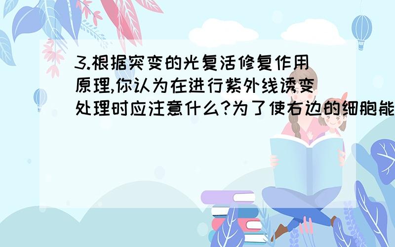 3.根据突变的光复活修复作用原理,你认为在进行紫外线诱变处理时应注意什么?为了使右边的细胞能均匀地受