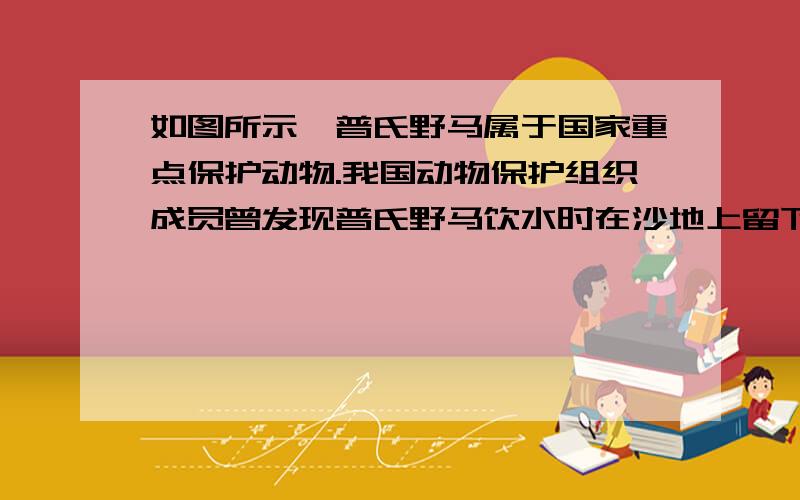 如图所示,普氏野马属于国家重点保护动物.我国动物保护组织成员曾发现普氏野马饮水时在沙地上留下的一些足迹,深度达1.2cm.通过实验测得要使该沙地达到相同的深度（四蹄着地）,压强为9×