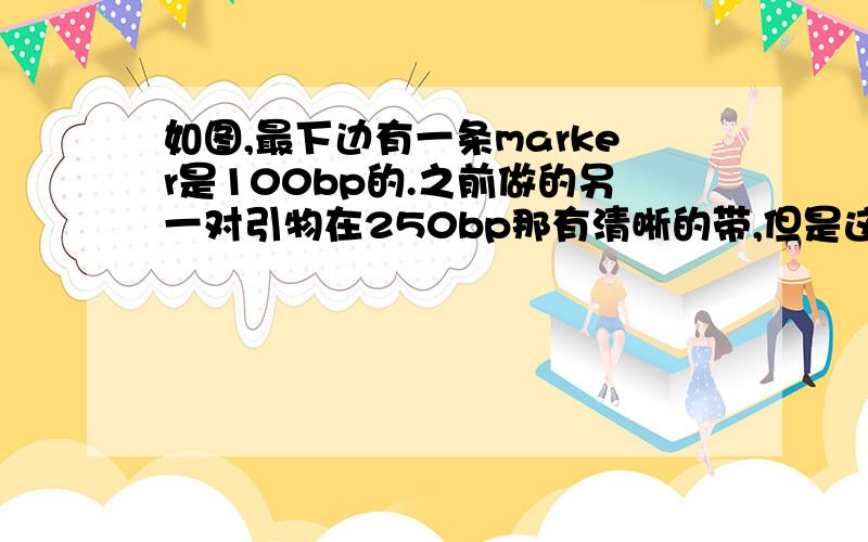 如图,最下边有一条marker是100bp的.之前做的另一对引物在250bp那有清晰的带,但是这对没有.