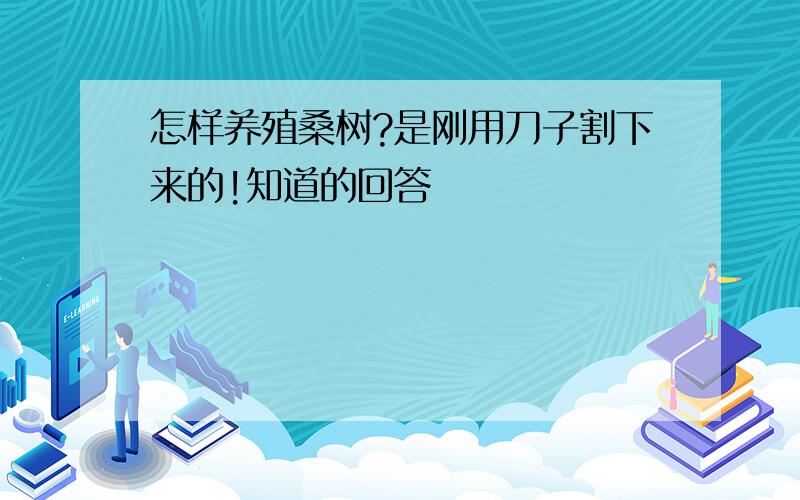 怎样养殖桑树?是刚用刀子割下来的!知道的回答