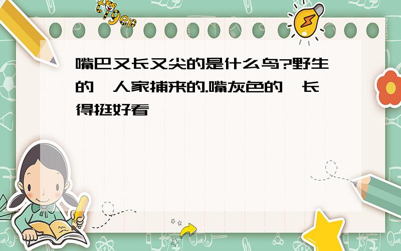 嘴巴又长又尖的是什么鸟?野生的,人家捕来的.嘴灰色的,长得挺好看