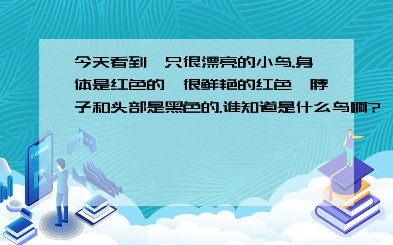 今天看到一只很漂亮的小鸟.身体是红色的,很鲜艳的红色,脖子和头部是黑色的.谁知道是什么鸟啊?