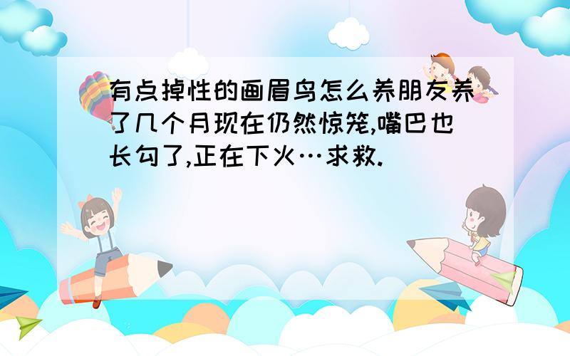 有点掉性的画眉鸟怎么养朋友养了几个月现在仍然惊笼,嘴巴也长勾了,正在下火…求救.