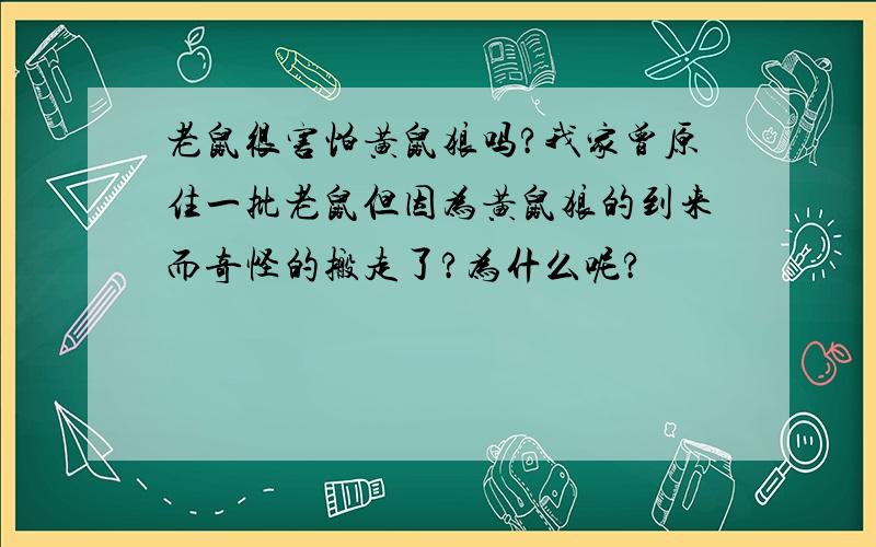 老鼠很害怕黄鼠狼吗?我家曾原住一批老鼠但因为黄鼠狼的到来而奇怪的搬走了?为什么呢?