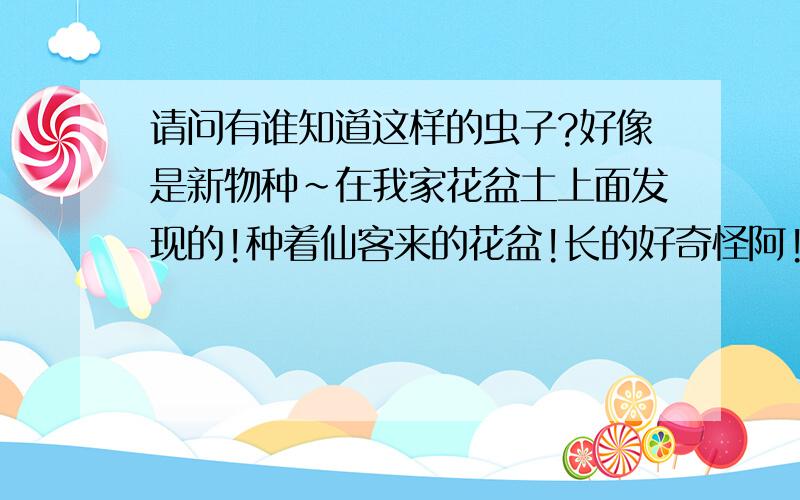 请问有谁知道这样的虫子?好像是新物种~在我家花盆土上面发现的!种着仙客来的花盆!长的好奇怪阿!大小和大米差不多大!形状完全和没有壳的蜗牛一样!头和蜗牛头长得一样!4个触角!动作也一