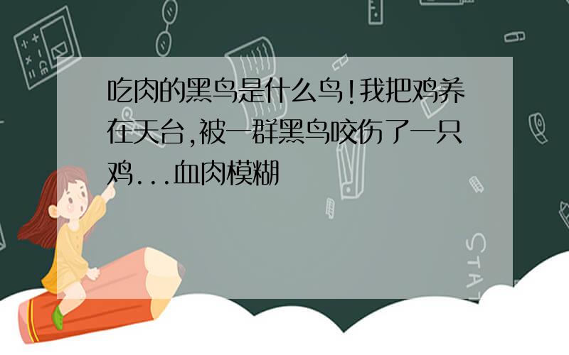 吃肉的黑鸟是什么鸟!我把鸡养在天台,被一群黑鸟咬伤了一只鸡...血肉模糊