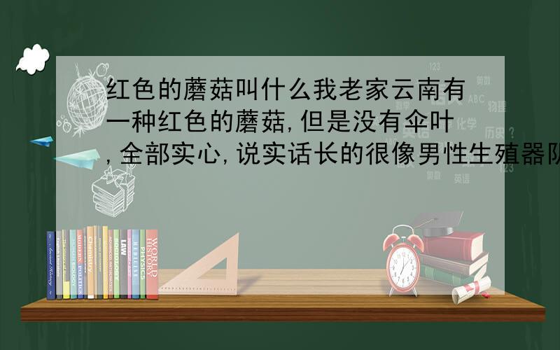 红色的蘑菇叫什么我老家云南有一种红色的蘑菇,但是没有伞叶,全部实心,说实话长的很像男性生殖器阴茎.而且蘑菇里面是是黄色的,切开会有汁液,他生长的的地方是林地,有点阴暗的地方,求