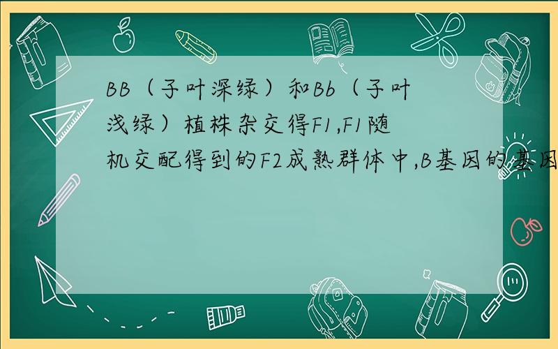 BB（子叶深绿）和Bb（子叶浅绿）植株杂交得F1,F1随机交配得到的F2成熟群体中,B基因的基因频率注：bb幼苗阶段死亡.BB（子叶深绿）和Bb（子叶浅绿）植株杂交得F1,F1为1/2BB、1/2Bb,F1代产生的B配