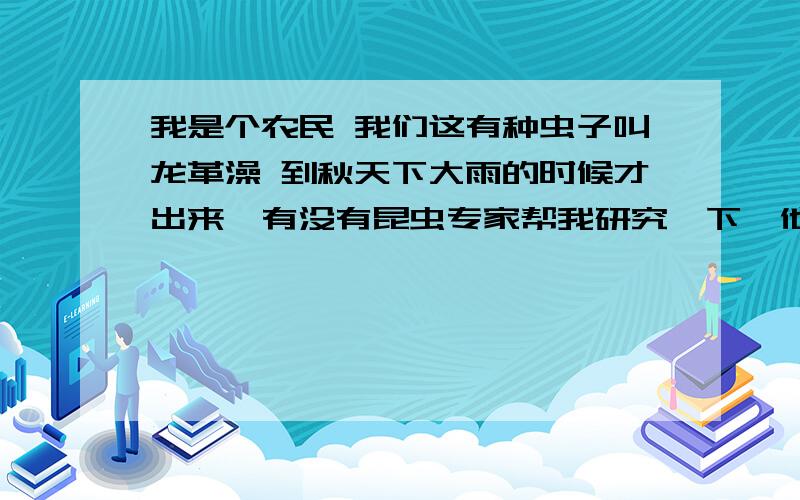 我是个农民 我们这有种虫子叫龙革澡 到秋天下大雨的时候才出来,有没有昆虫专家帮我研究一下,他能养活吗