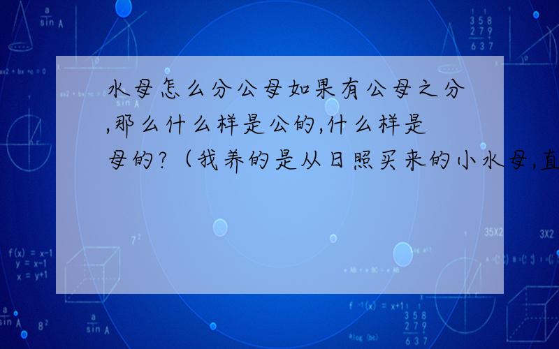 水母怎么分公母如果有公母之分,那么什么样是公的,什么样是母的?（我养的是从日照买来的小水母,直径大约1厘米）