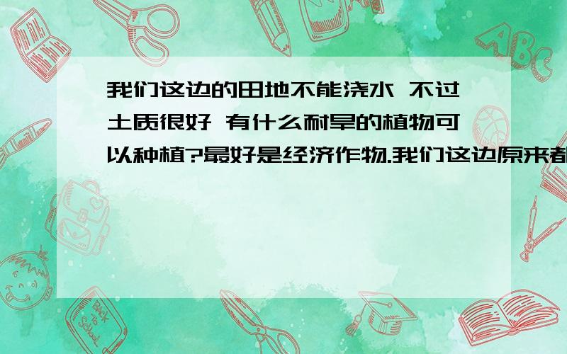 我们这边的田地不能浇水 不过土质很好 有什么耐旱的植物可以种植?最好是经济作物.我们这边原来都是种玉米小麦 现在水位下降 水井都干枯了 老百姓不愿意种了 我想把这些地包下来 .望各