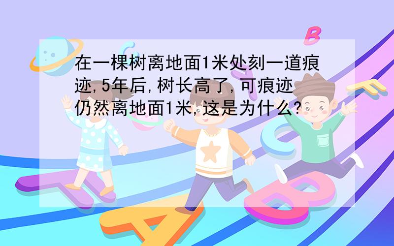 在一棵树离地面1米处刻一道痕迹,5年后,树长高了,可痕迹仍然离地面1米,这是为什么?