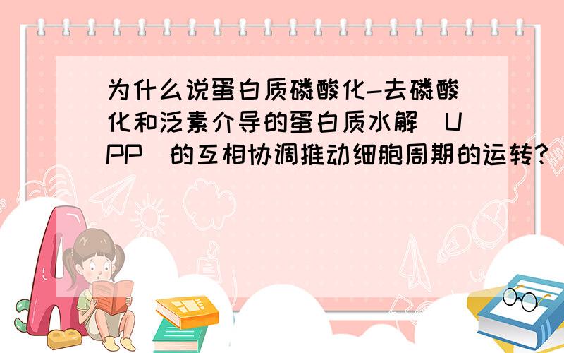 为什么说蛋白质磷酸化-去磷酸化和泛素介导的蛋白质水解(UPP)的互相协调推动细胞周期的运转?