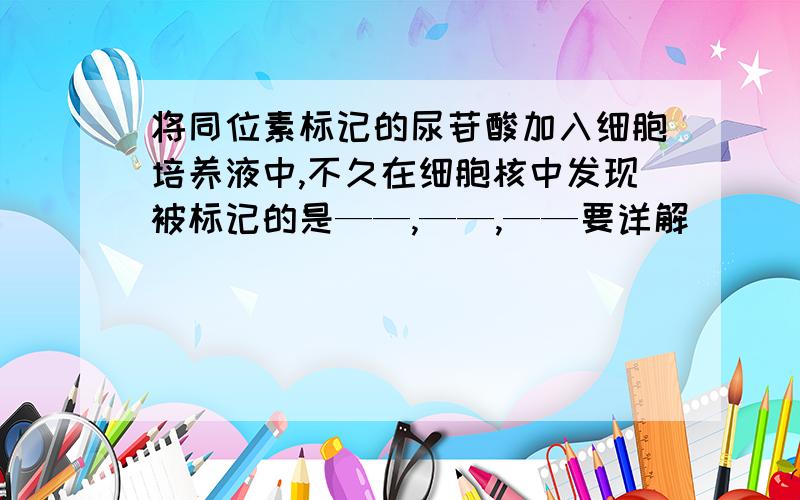 将同位素标记的尿苷酸加入细胞培养液中,不久在细胞核中发现被标记的是——,——,——要详解