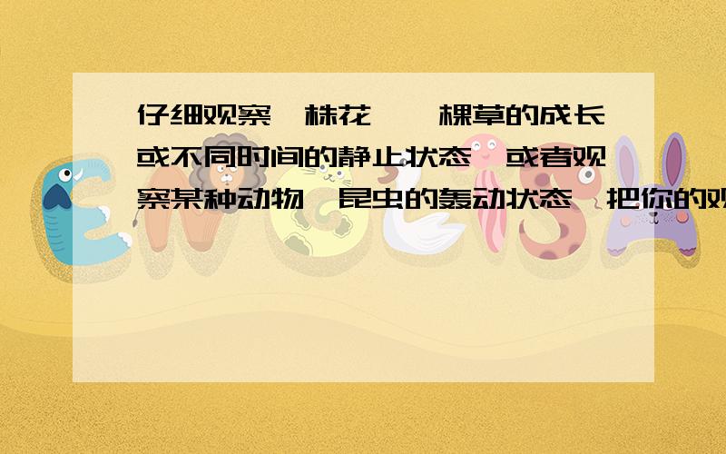 仔细观察一株花,一棵草的成长或不同时间的静止状态,或者观察某种动物,昆虫的轰动状态,把你的观察所得