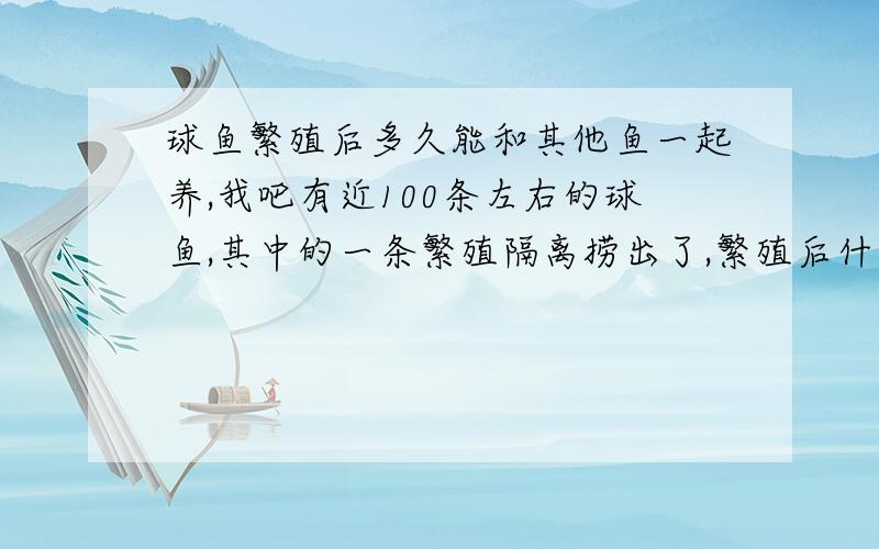 球鱼繁殖后多久能和其他鱼一起养,我吧有近100条左右的球鱼,其中的一条繁殖隔离捞出了,繁殖后什么时候可以捞回和大群其他鱼一起养?