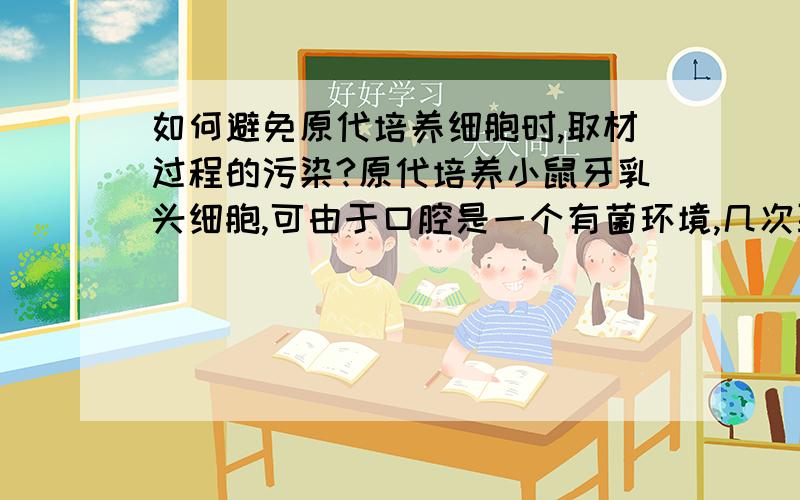 如何避免原代培养细胞时,取材过程的污染?原代培养小鼠牙乳头细胞,可由于口腔是一个有菌环境,几次取材培养都被污染了?如何做到无菌取材?