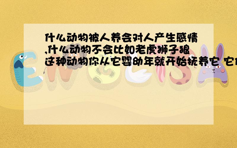 什么动物被人养会对人产生感情,什么动物不会比如老虎狮子狼这种动物你从它婴幼年就开始抚养它 它们会对人产生感情吗