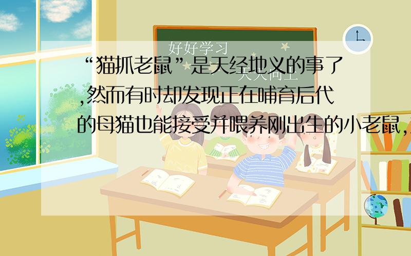 “猫抓老鼠”是天经地义的事了,然而有时却发现正在哺育后代的母猫也能接受并喂养刚出生的小老鼠,产生这种行为的物质基础是?