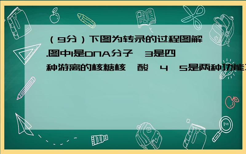 （9分）下图为转录的过程图解.图中1是DNA分子,3是四种游离的核糖核苷酸,4、5是两种功能不同的酶.请据（1）转录过程中,DNA首先在〔 〕________的催化作用下,将碱基对之间的________断开,该过程