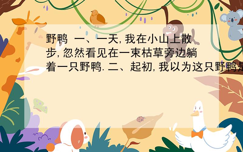 野鸭 一、一天,我在小山上散步,忽然看见在一束枯草旁边躺着一只野鸭.二、起初,我以为这只野鸭是害怕被人发现,故意藏在那儿的,就用手杖轻轻地拨了她一下,想叫她站起来,可是她却一动不