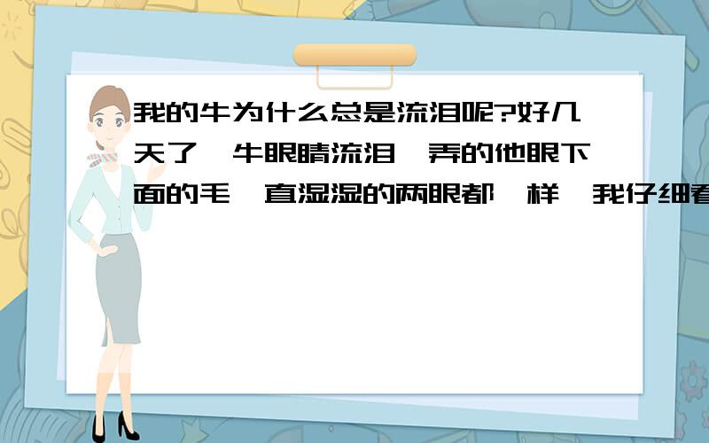 我的牛为什么总是流泪呢?好几天了,牛眼睛流泪,弄的他眼下面的毛一直湿湿的两眼都一样,我仔细看过眼睛没事,