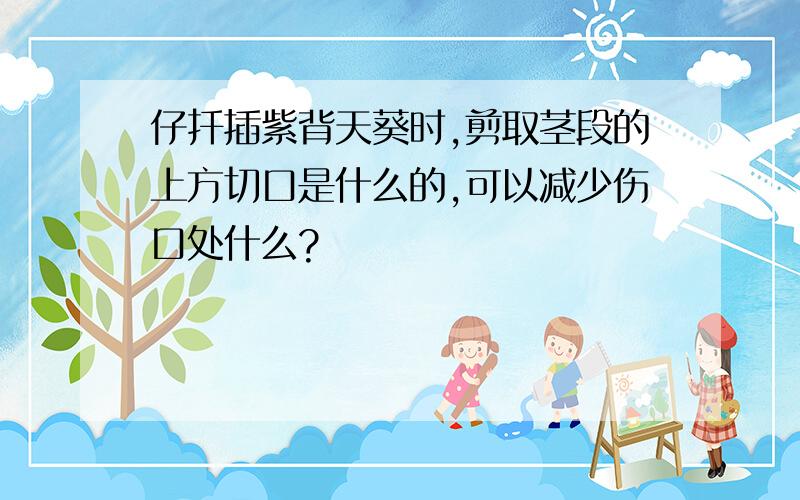 仔扦插紫背天葵时,剪取茎段的上方切口是什么的,可以减少伤口处什么?