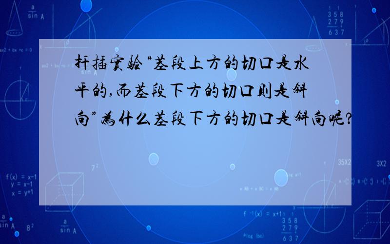 扦插实验“茎段上方的切口是水平的,而茎段下方的切口则是斜向”为什么茎段下方的切口是斜向呢?