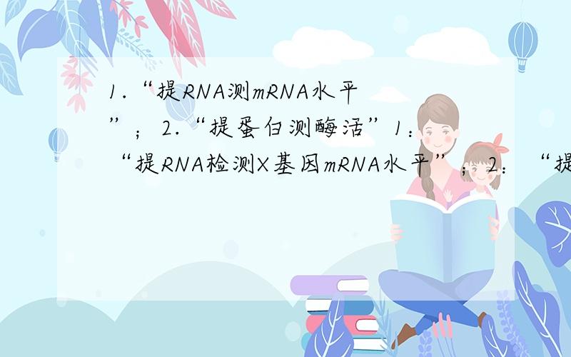 1.“提RNA测mRNA水平”；2.“提蛋白测酶活”1：“提RNA检测X基因mRNA水平”；2：“提蛋白检测X基因的酶活”；a：“检测X基因的转录水平表达量”；b：“检测X基因翻译水平表达量也就是蛋白