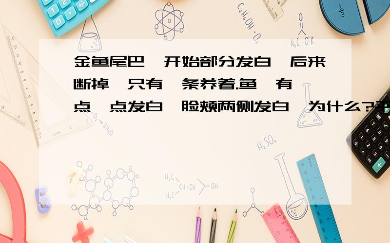 金鱼尾巴一开始部分发白,后来断掉,只有一条养着.鱼鲮有一点一点发白,脸颊两侧发白,为什么?平时每天放一次鱼食,大概20粒左右.每天换一次自来水.这样是造成金鱼异常的问题吗?回答时请语