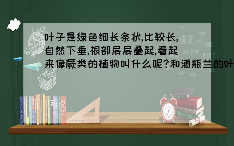 叶子是绿色细长条状,比较长,自然下垂,根部层层叠起,看起来像蕨类的植物叫什么呢?和酒瓶兰的叶子类似,但根部不同TUTU