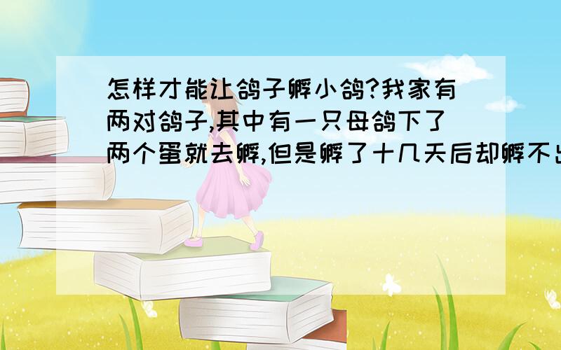 怎样才能让鸽子孵小鸽?我家有两对鸽子,其中有一只母鸽下了两个蛋就去孵,但是孵了十几天后却孵不出来它就自己出来不孵了,但是蛋的里面也变成水了.在还能用来吃的时候,怎么去判断它的