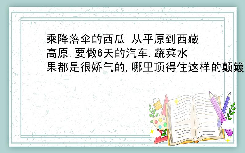 乘降落伞的西瓜 从平原到西藏高原,要做6天的汽车.蔬菜水果都是很娇气的,哪里顶得住这样的颠簸?更不消一路上雪花飘飘,气温在零度以下,再好的叶绿素也成了冰激凌了.但是,平原上的人还是