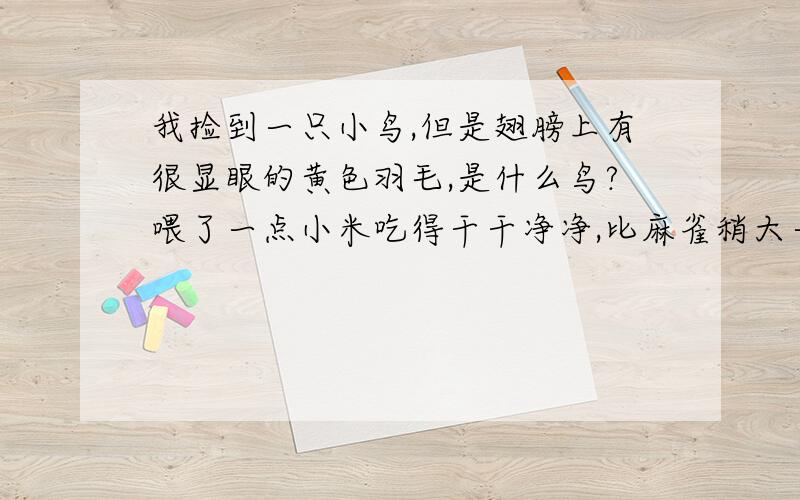 我捡到一只小鸟,但是翅膀上有很显眼的黄色羽毛,是什么鸟?喂了一点小米吃得干干净净,比麻雀稍大一点,我姥爷说以前农村有好多,还有绿羽毛的,白羽毛的（翅膀上几根）有人说是云雀,我觉