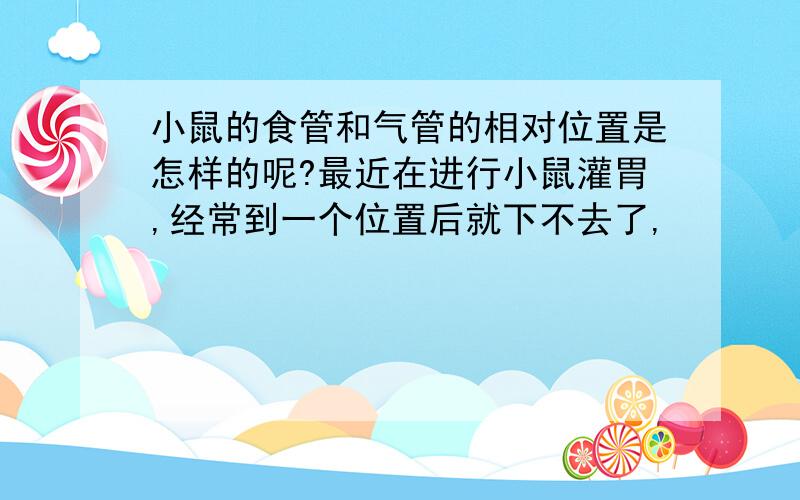 小鼠的食管和气管的相对位置是怎样的呢?最近在进行小鼠灌胃,经常到一个位置后就下不去了,