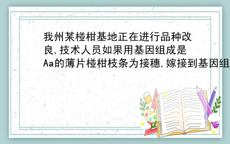 我州某椪柑基地正在进行品种改良,技术人员如果用基因组成是Aa的薄片椪柑枝条为接穗,嫁接到基因组成为aa的厚皮椪柑砧木上.请你推断所节椪柑果皮细胞的基因组成为Aa的几率A.25% B.50% C.75% D