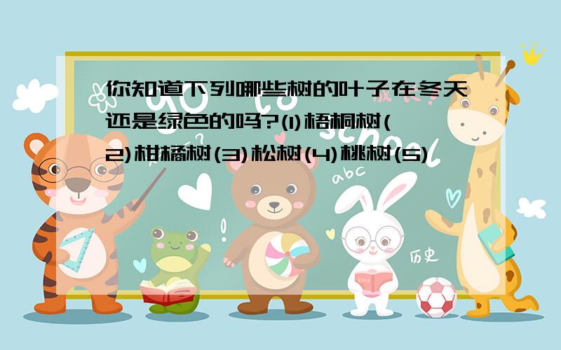 你知道下列哪些树的叶子在冬天还是绿色的吗?(1)梧桐树(2)柑橘树(3)松树(4)桃树(5)