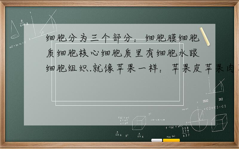 细胞分为三个部分：细胞膜细胞质细胞核心细胞质里有细胞水跟细胞组织.就像苹果一样：苹果皮苹果肉苹果核苹果肉里还有苹果汁跟苹果籽(假设一下苹果有籽）我这样的理解对吗?