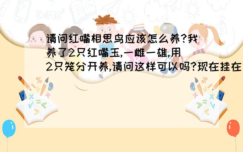 请问红嘴相思鸟应该怎么养?我养了2只红嘴玉,一雌一雄,用2只笼分开养,请问这样可以吗?现在挂在窗台,有笼衣,它会怕冷吗?需要挂到室内吗?