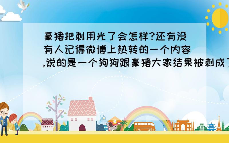 豪猪把刺用光了会怎样?还有没有人记得微博上热转的一个内容,说的是一个狗狗跟豪猪大家结果被刺成了刺猬,后来狗狗的结局大家都知道,可是那只豪猪怎样了?