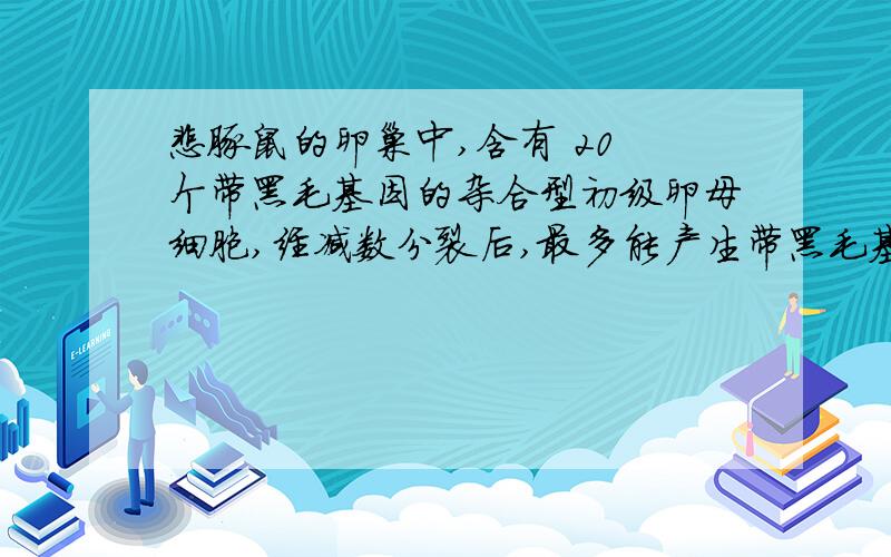 雌豚鼠的卵巢中,含有 20 个带黑毛基因的杂合型初级卵母细胞,经减数分裂后,最多能产生带黑毛基因的卵细