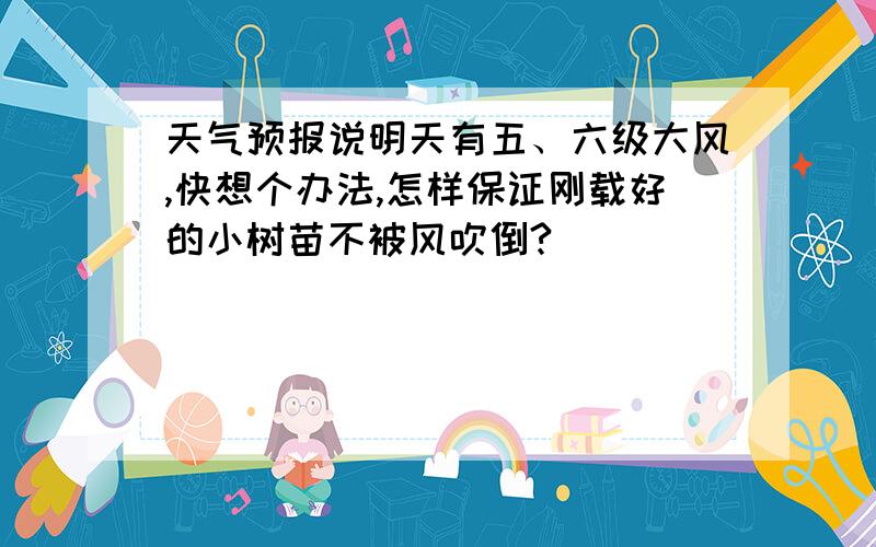 天气预报说明天有五、六级大风,快想个办法,怎样保证刚载好的小树苗不被风吹倒?