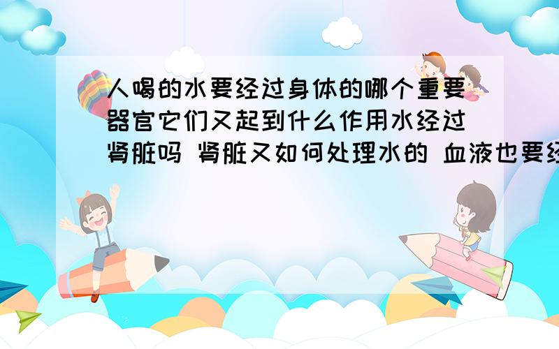 人喝的水要经过身体的哪个重要器官它们又起到什么作用水经过肾脏吗 肾脏又如何处理水的 血液也要经过肾脏过滤吗